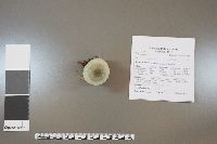 Clitocybe odora image