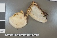 Climacodon septentrionalis image