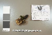 Xylaria polymorpha image