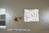 Xeromphalina kauffmanii image