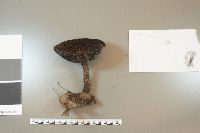 Strobilomyces strobilaceus image
