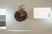Strobilomyces strobilaceus image