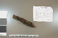 Chlorociboria aeruginascens image