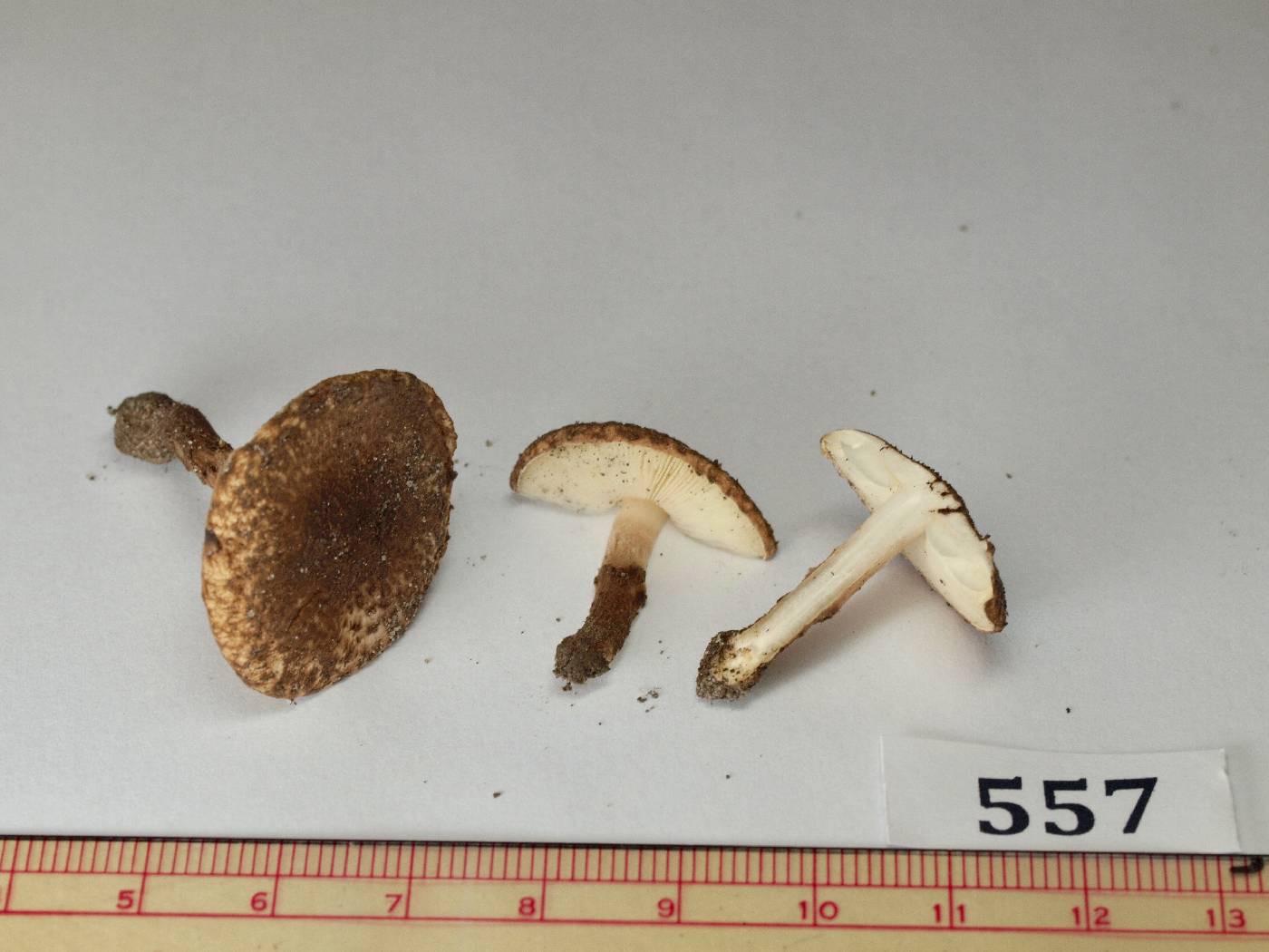 Lepiota neophana image