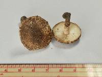 Lepiota neophana image