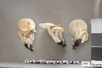 Hypsizygus ulmarius image