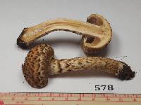 Psathyrella echiniceps image