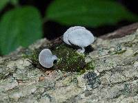 Resupinatus dealbatus image