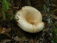 Lactarius deceptivus image