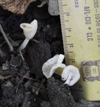 Helvella elastica image
