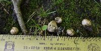 Scleroderma areolatum image