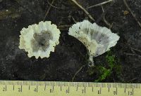 Cotylidia diaphana image