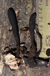 Xylaria longipes image