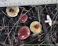 Gyroporus purpurinus image