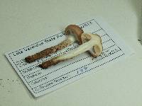 Cortinarius trivialis image