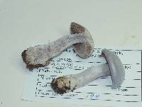 Cortinarius alboviolaceus image