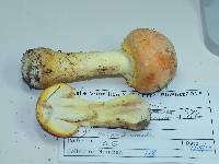 Amanita wellsii image