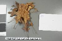 Marasmius capillaris image