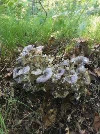 Polyporus umbellatus image