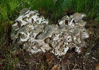 Polyporus umbellatus image