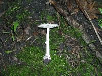 Amanita multisquamosa image