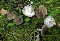 Tricholoma argyraceum image
