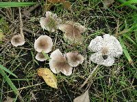 Tricholoma argyraceum image