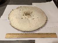 Chlorophyllum molybdites image