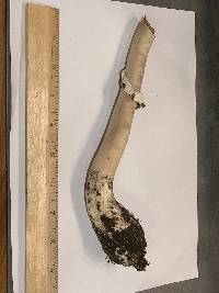 Chlorophyllum molybdites image