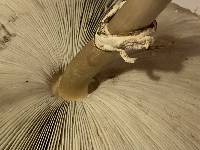 Chlorophyllum molybdites image