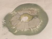 Chlorophyllum molybdites image
