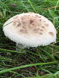 Chlorophyllum rachodes image