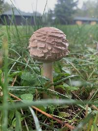 Chlorophyllum rachodes image