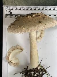 Chlorophyllum rachodes image