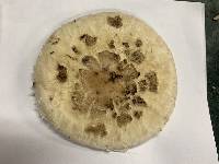 Chlorophyllum rachodes image