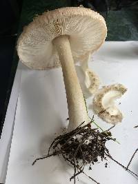 Chlorophyllum rachodes image