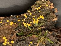 Bisporella citrina image