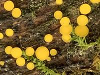 Bisporella citrina image