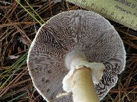 Agaricus silvicola image