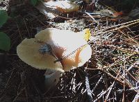 Cortinarius caperatus image