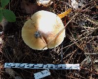 Cortinarius caperatus image