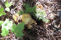 Cortinarius caperatus image