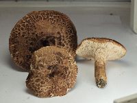 Sarcodon imbricatus image