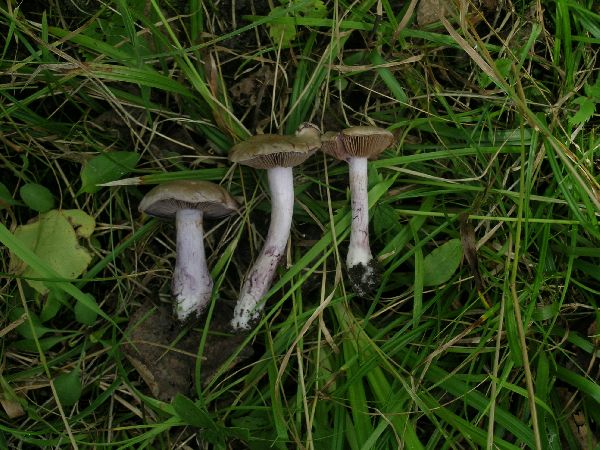 Cortinarius clintonianus image