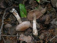 Cortinarius alboviolaceus image