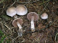 Cortinarius alboviolaceus image