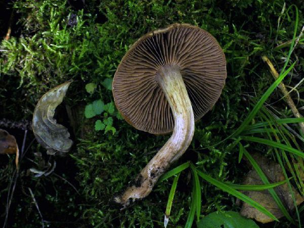 Cortinarius lucorum image