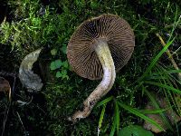 Media resource of Cortinarius lucorum