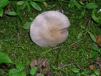 thumbnail image of current specimen