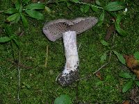 thumbnail image of current specimen